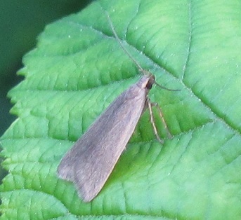 Micro da ID - Acompsia cinerella - Gelechiidae